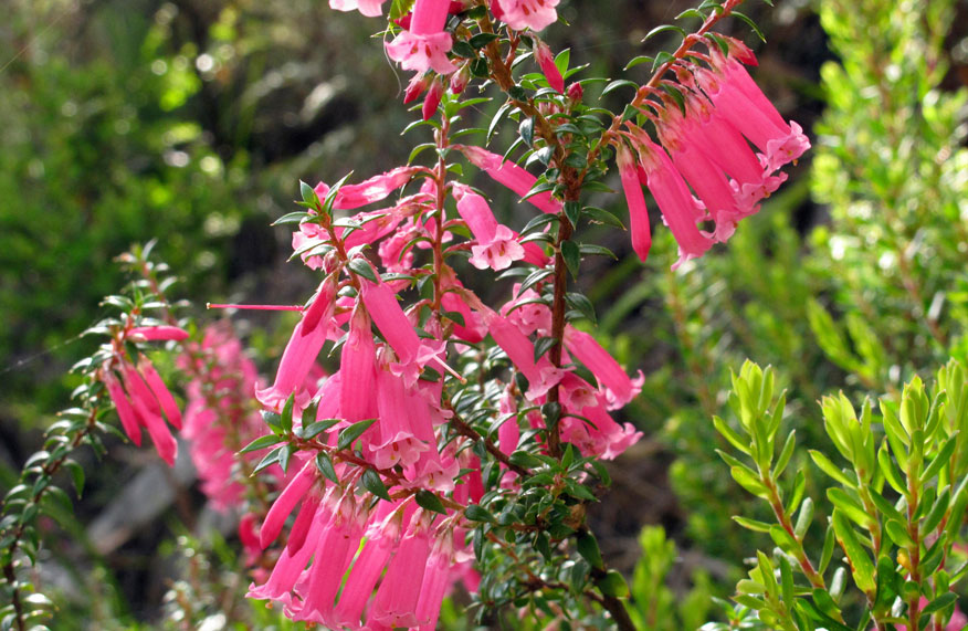 pink flowers