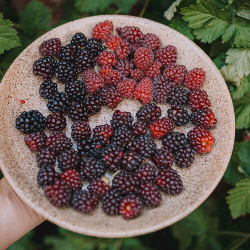 berries