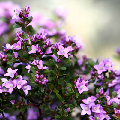purple flowers