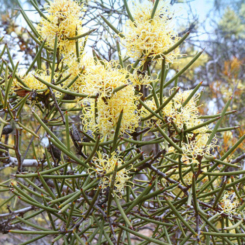 yellow flowers