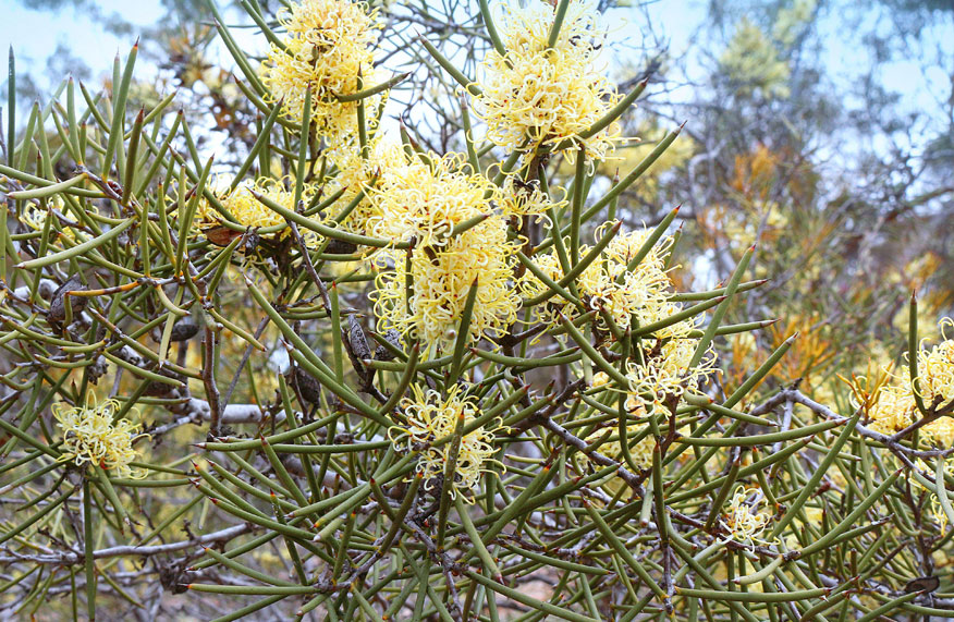 yellow flowers