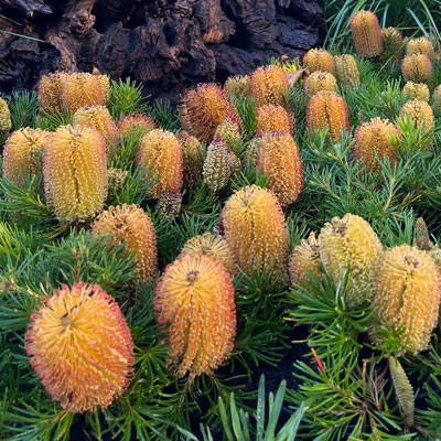 banksia