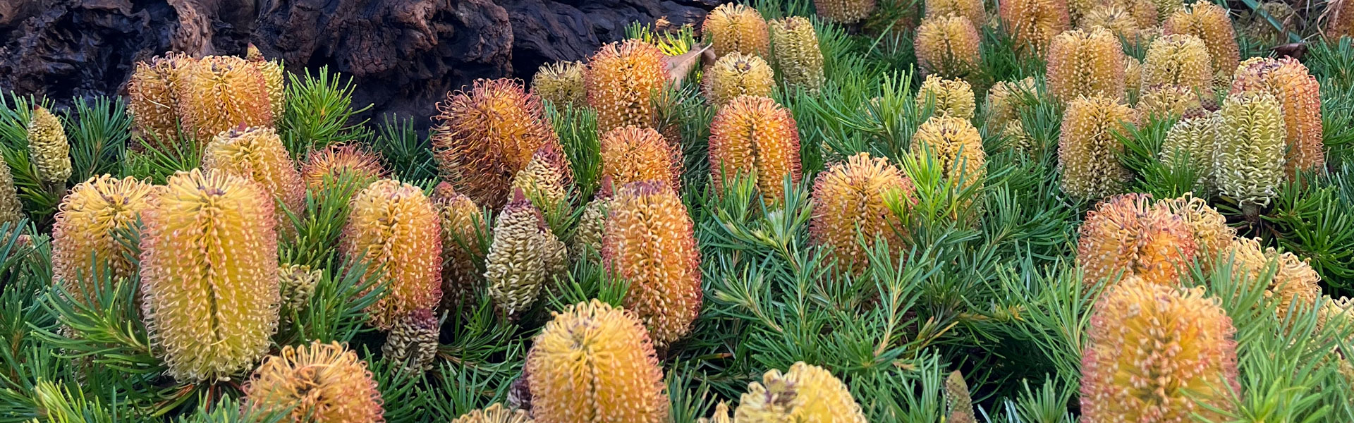 yellow flowers