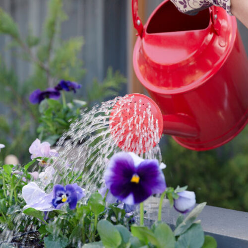 watering can and pansies