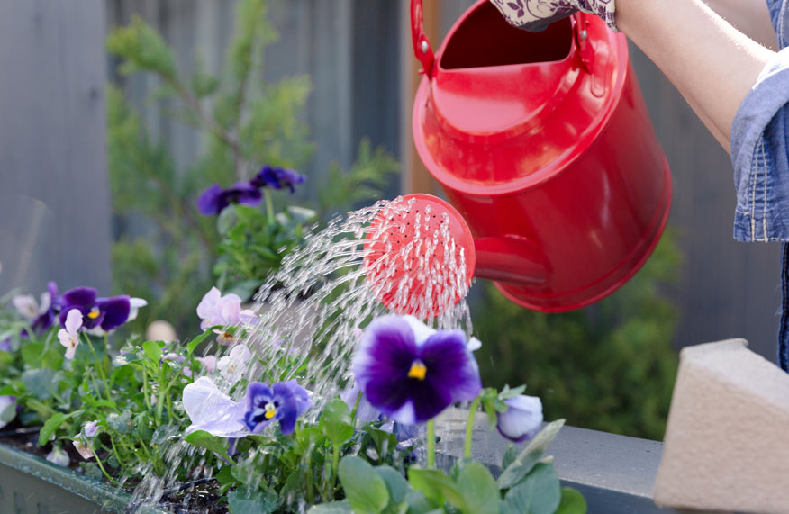 watering can and pansies