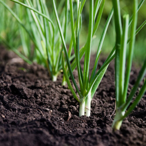 Secrets to growing green onions