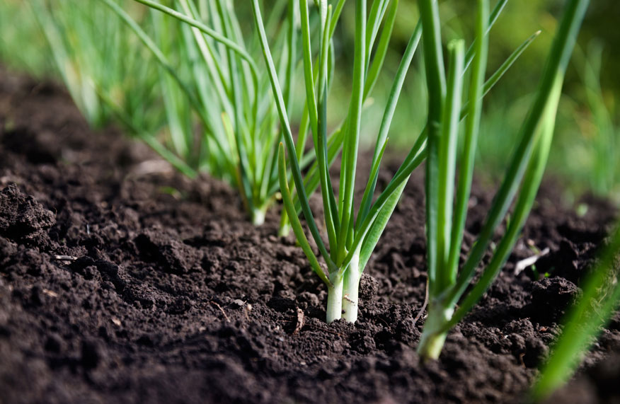 Secrets to growing green onions