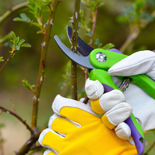 pruning with secateurs