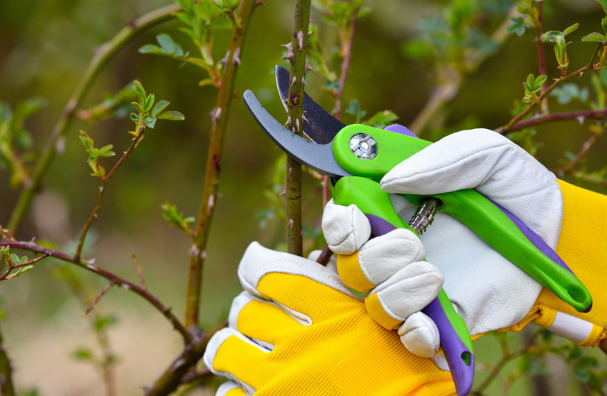 pruning with secateurs