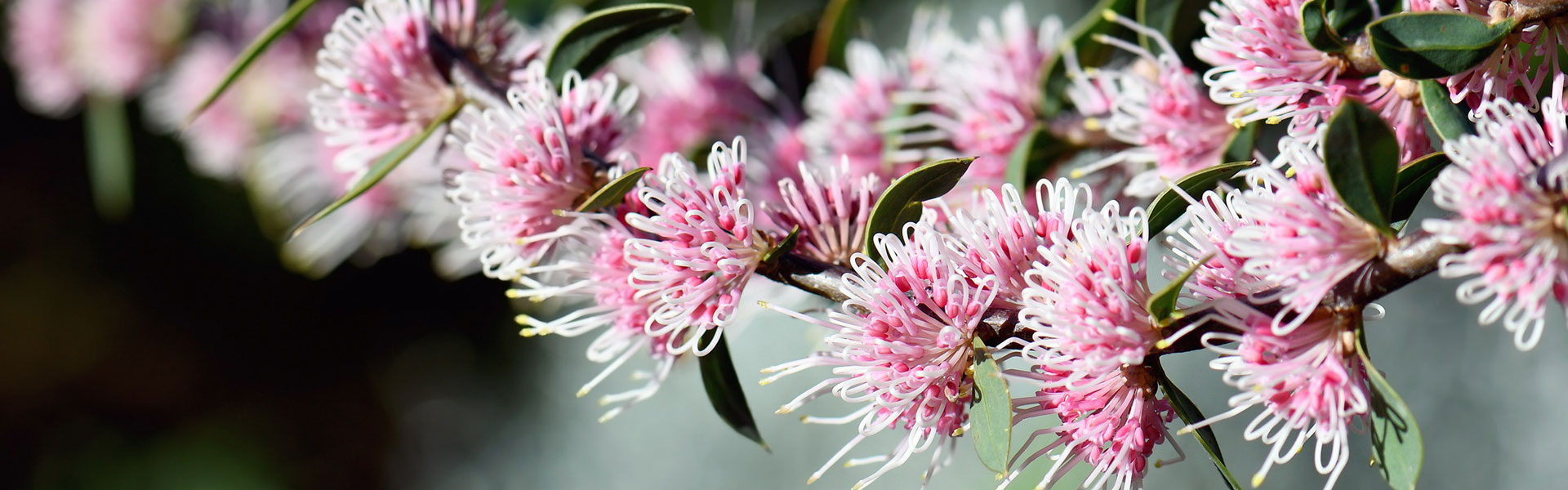 pink flowers