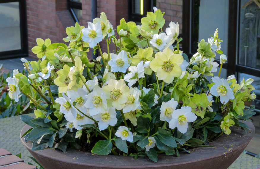 yellow flowers