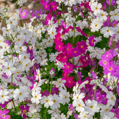 pink flowers