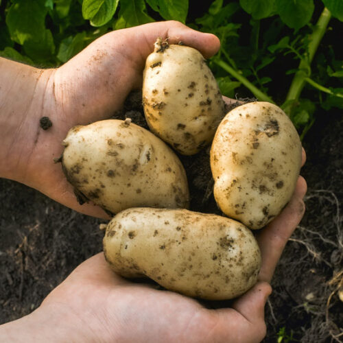 potatoes