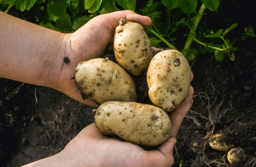 potatoes