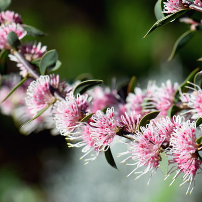 pink flowers
