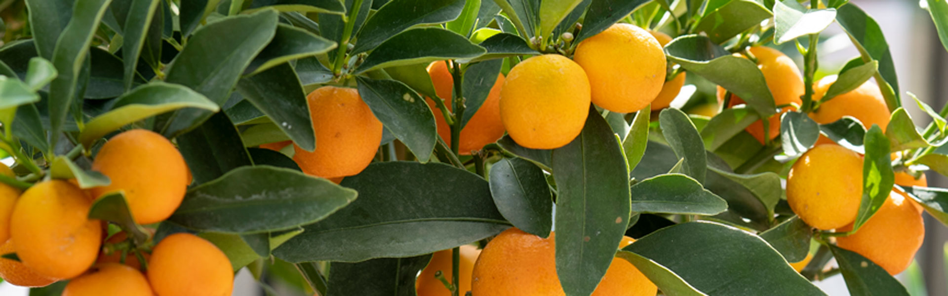 orange tree
