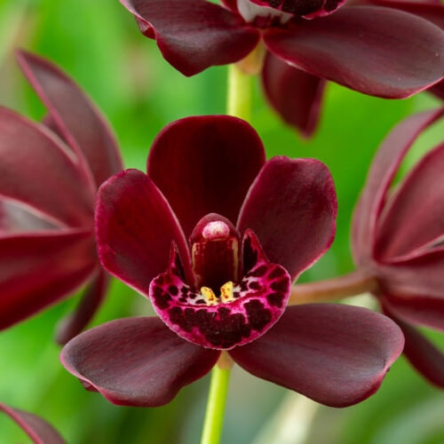 deep red orchid