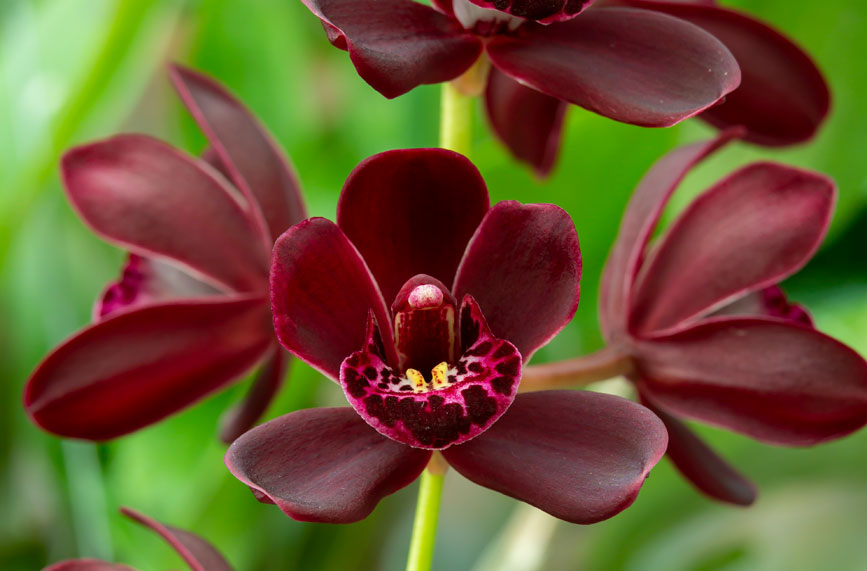 deep red orchid