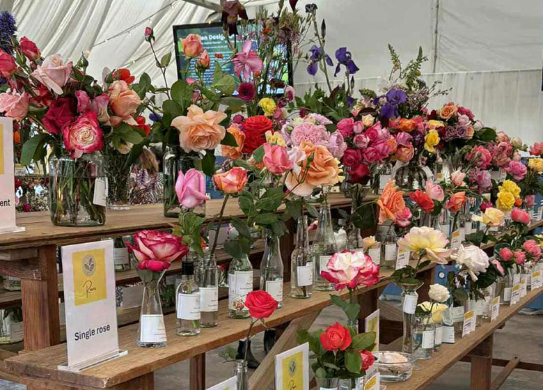 rose display