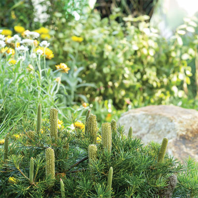 yellow wildflowers