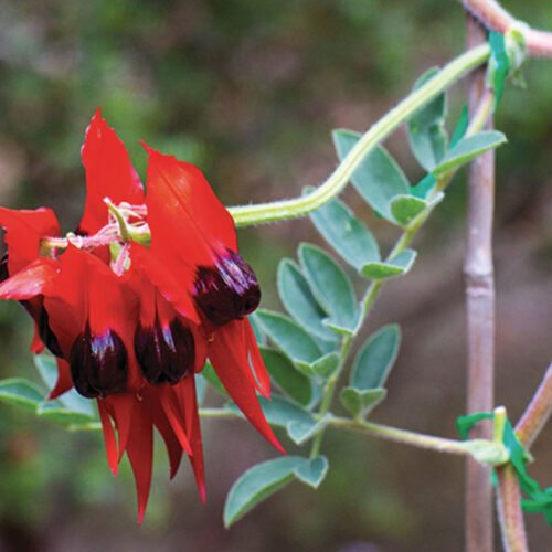 red sturt's desert pea flower