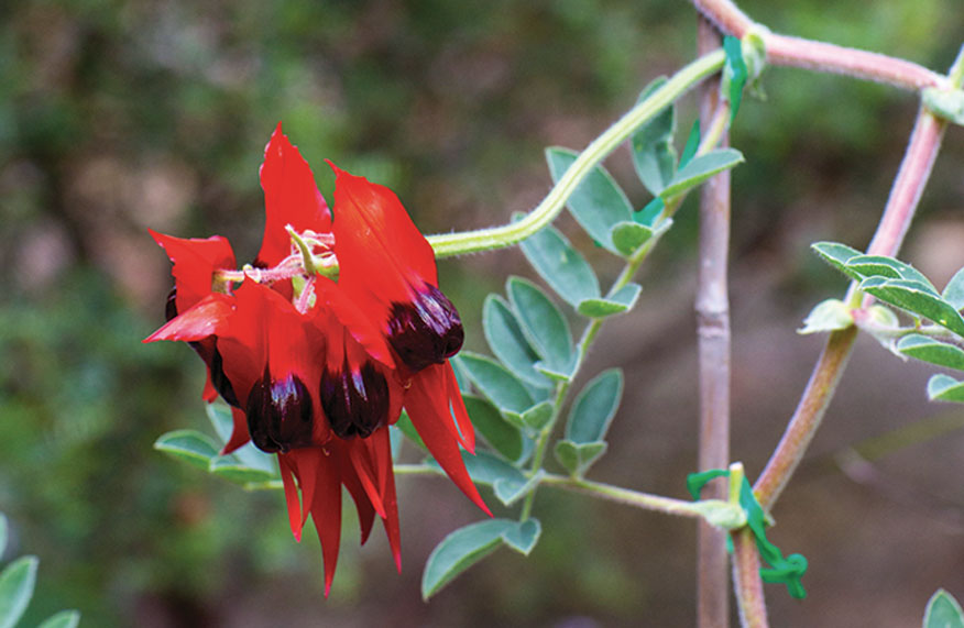 red sturt's desert pea flower