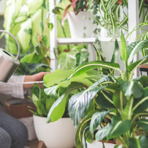 watering indoor plants
