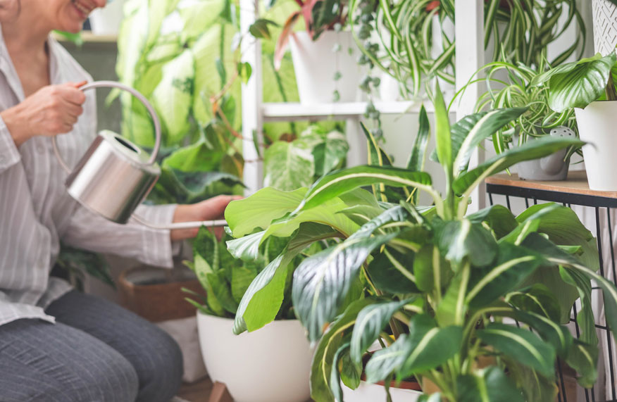 watering indoor plants
