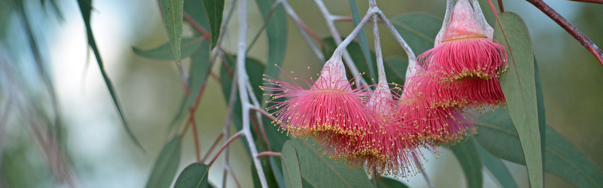 eucalyptus flowers