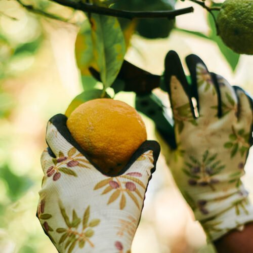 picking a lemon
