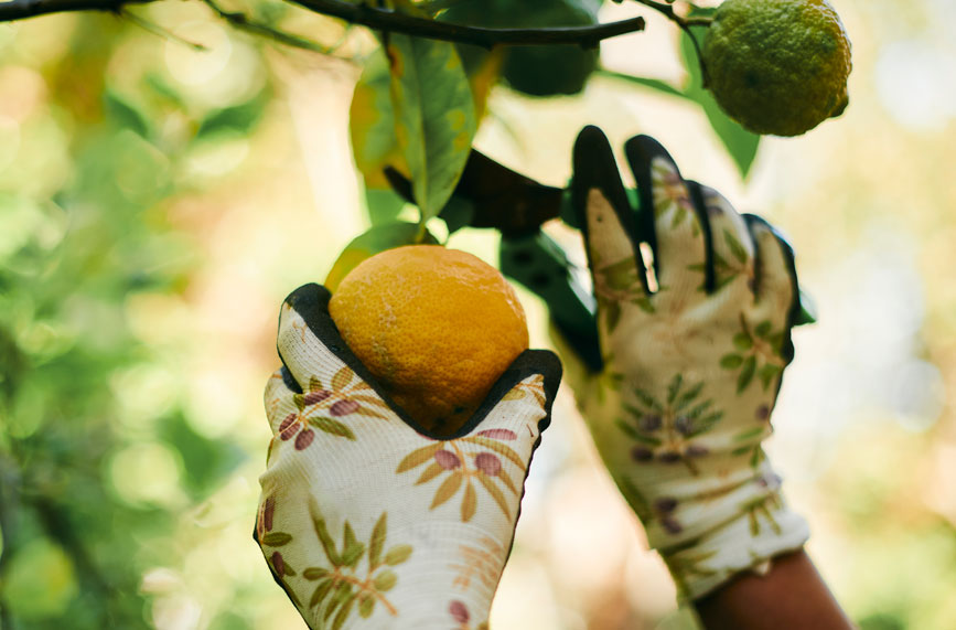picking a lemon