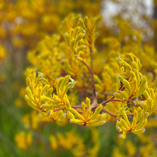 yellow kangaroo paw