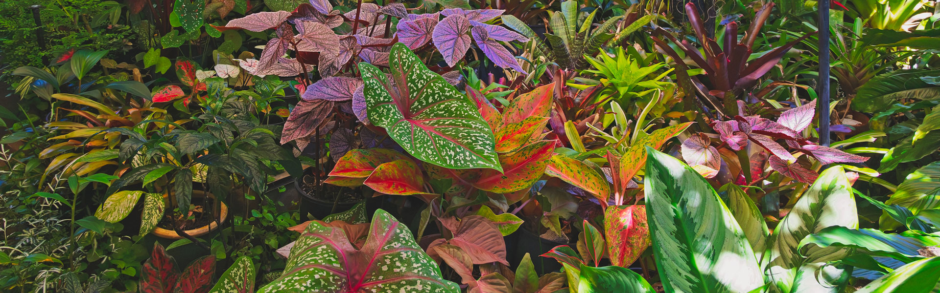 tropical garden
