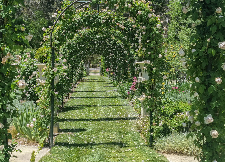 rose garden with arches