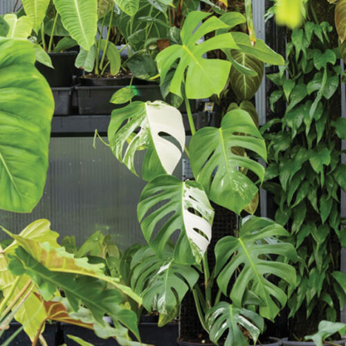 leafy plants in greenhouse