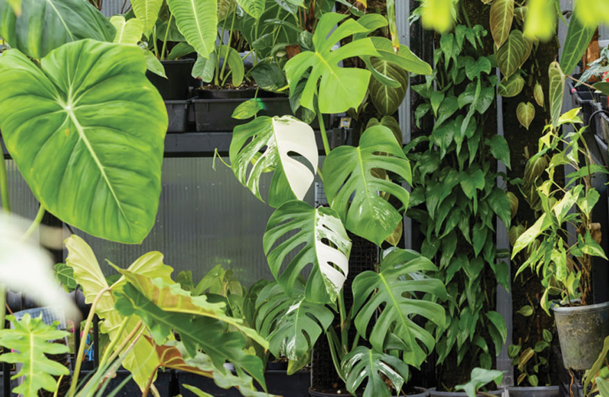 leafy plants in greenhouse