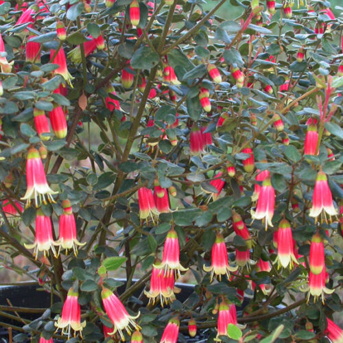Top plants for long-lasting flowers