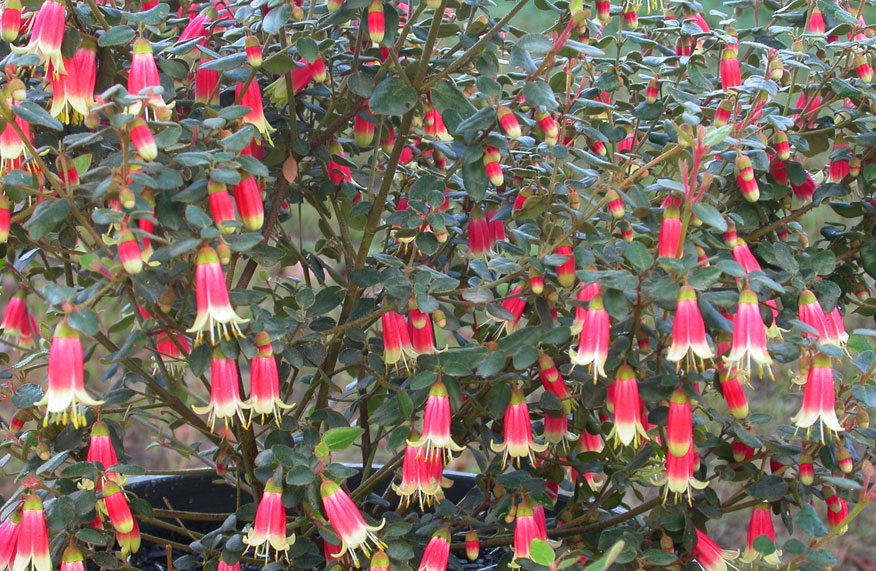 Top plants for long-lasting flowers