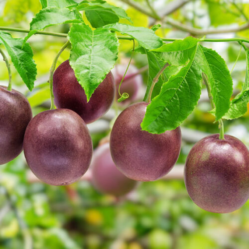 passionfruit on vine