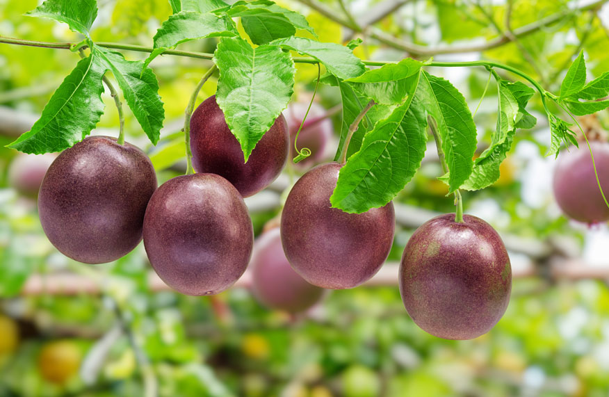 passionfruit on vine
