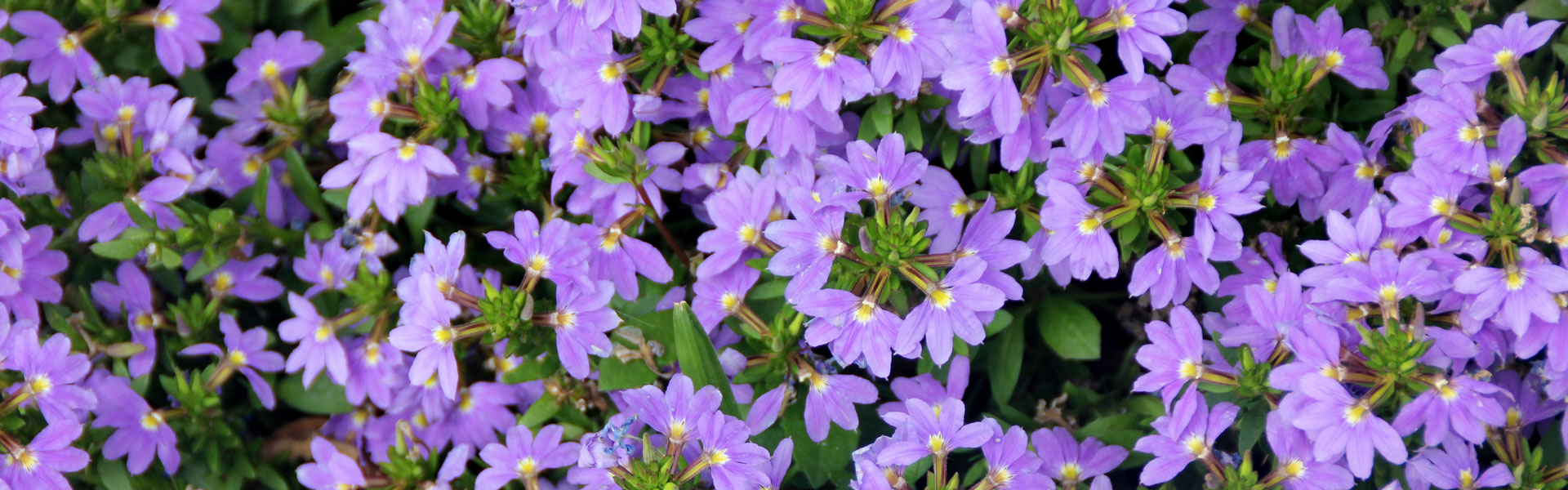 loys of small mauve flowers