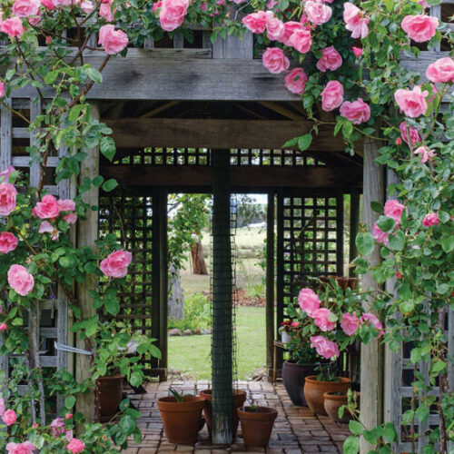 roses around door frame