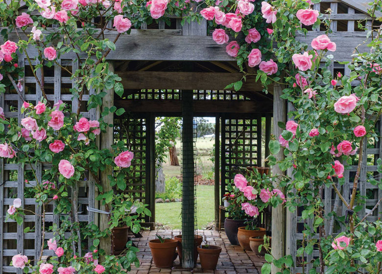 roses around door frame