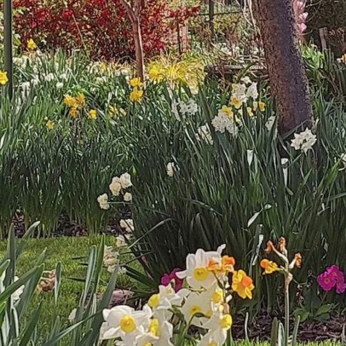 garden with daffodils
