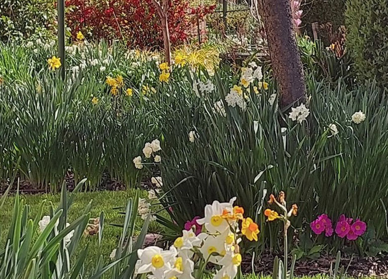 garden with daffodils