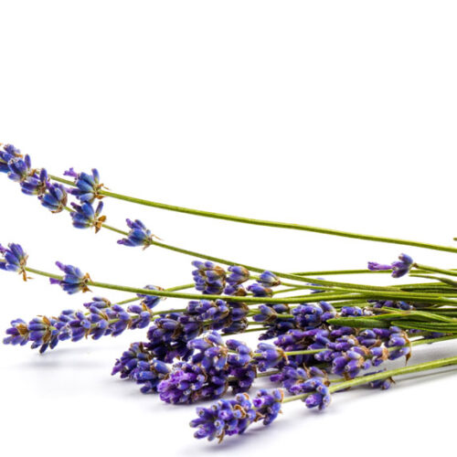cut lavender flowers and stems