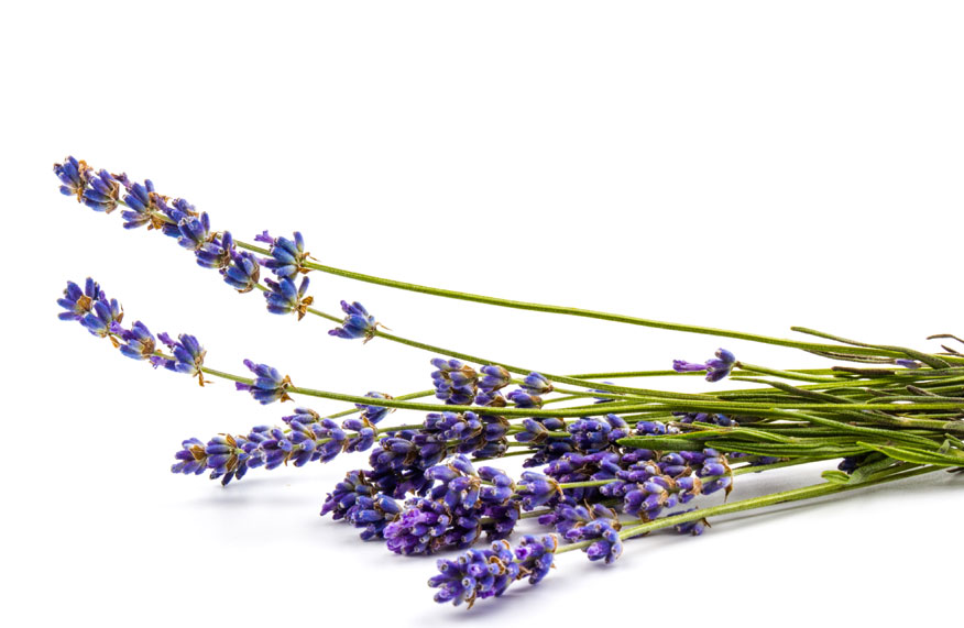 cut lavender flowers and stems