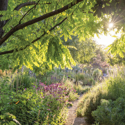 garden with trees and flowers