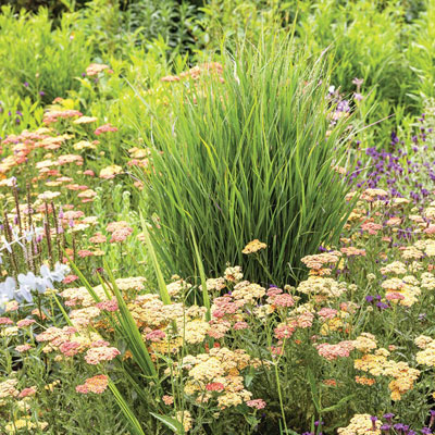 grasses and flowers