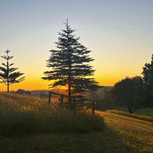 sunset with tall trees